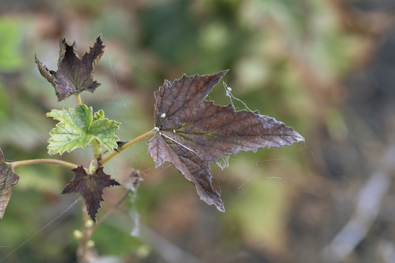 spider web on sick brown currant leaves