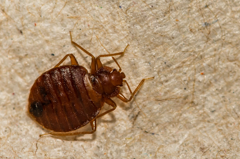 Common Bed Bug Cimex lectularius