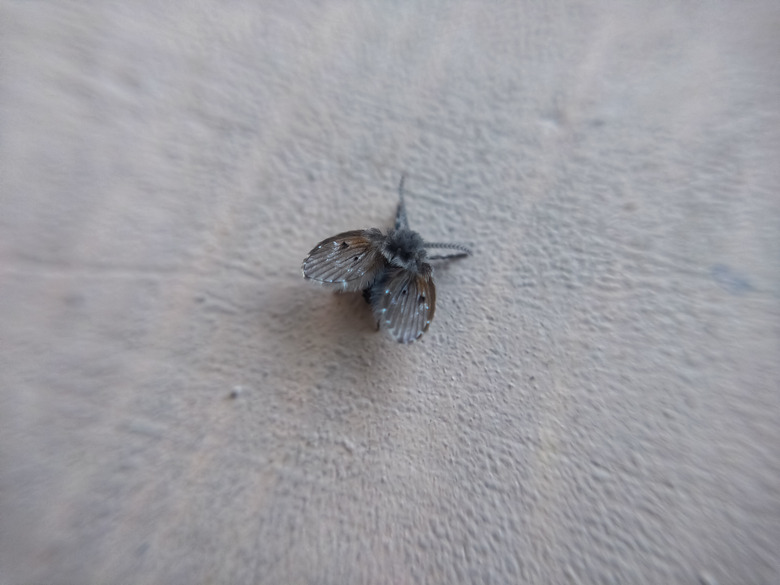 Drain Fly - Clogmia albipunctata on the wall.