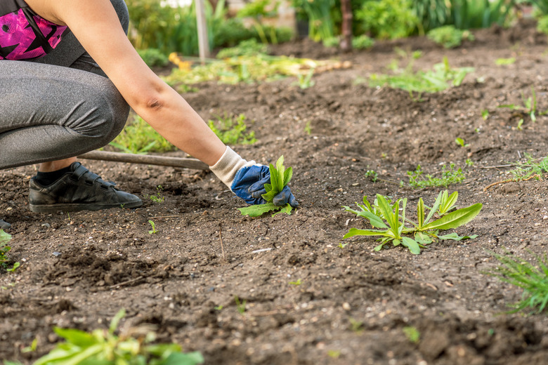 Woman working at garden in summer.