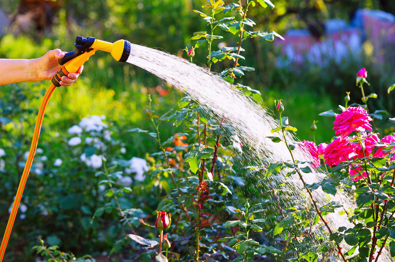 Senior woman hand watering rose flowerbed