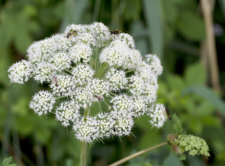 Wild Angelica A. sylvestris