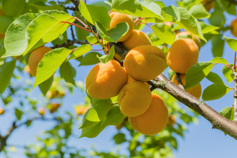 Apricot harvest on a sunny day.