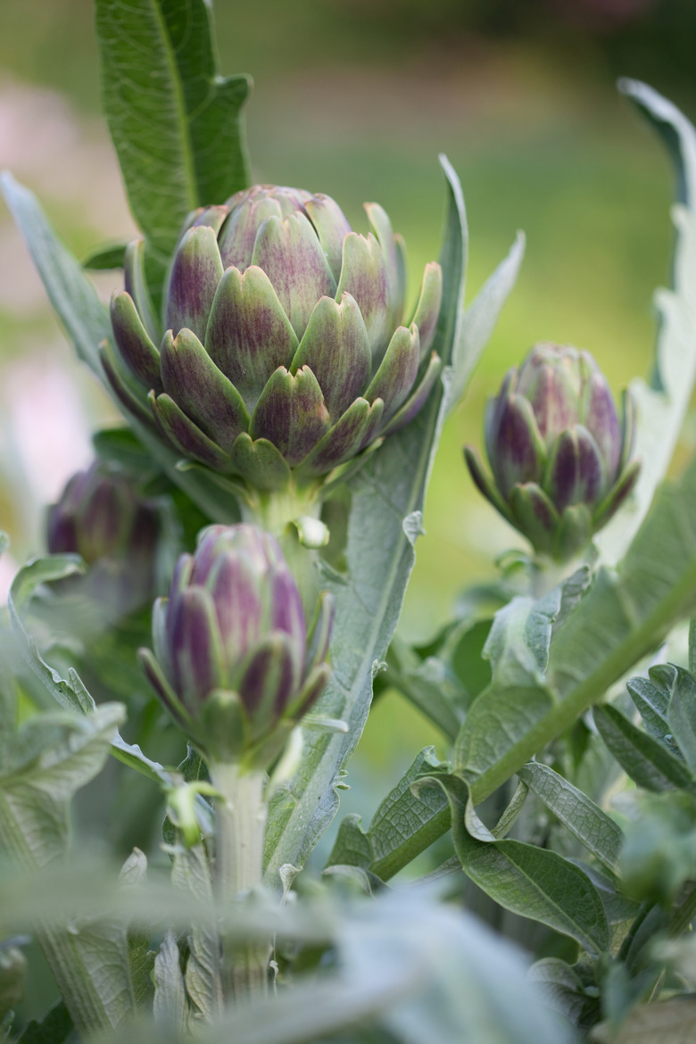 Green Artichoke Globe on Plant Ready to Harvest