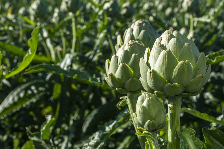 Close-up of Ripening Artichokes Globes Growing on Rural Farm
