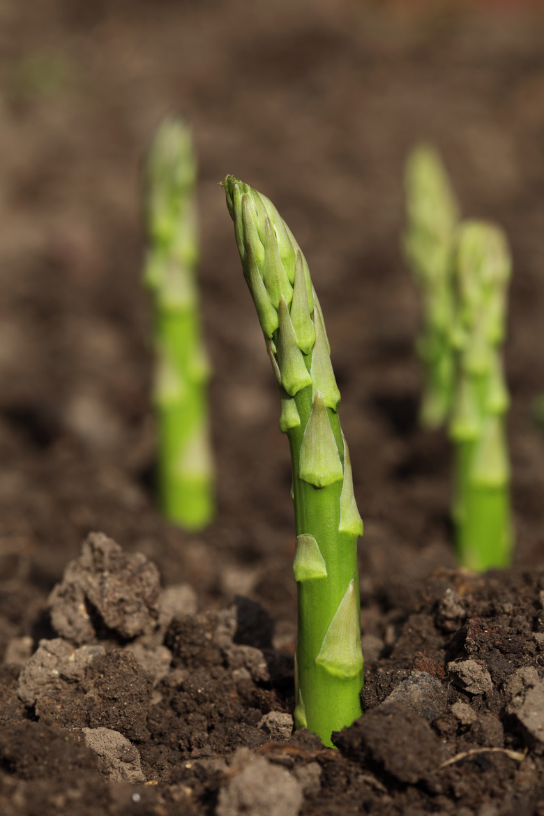 green asparagus spears emerging through the soil