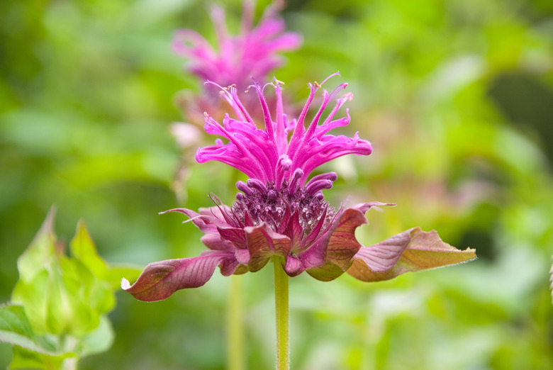 Monarda Fistulosa Flowers