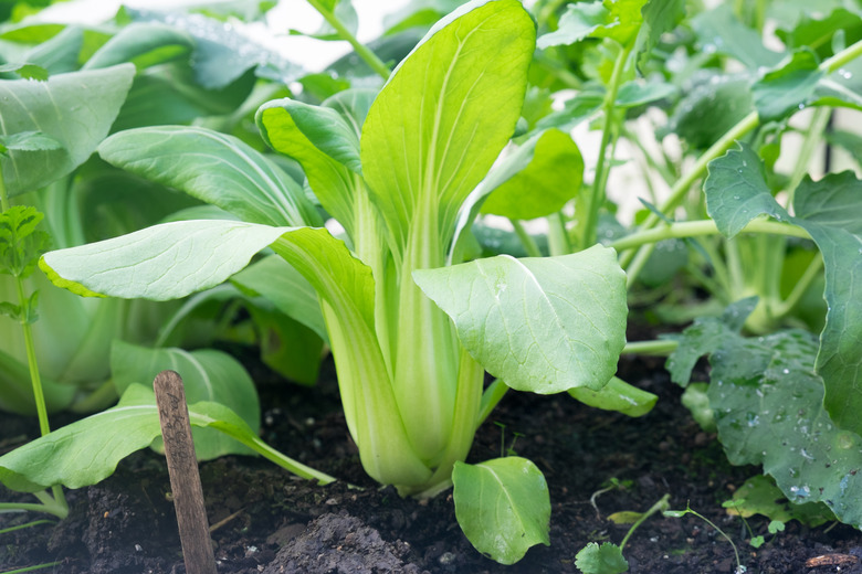 Bok choy - also known as pak choi