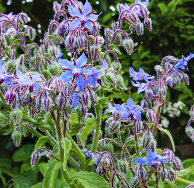 Borage plant / herb Borago officinalis in sunlight