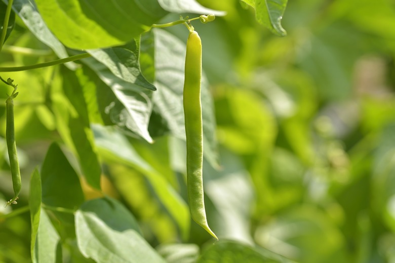 Unripe bean Phaseolus vulgaris pods