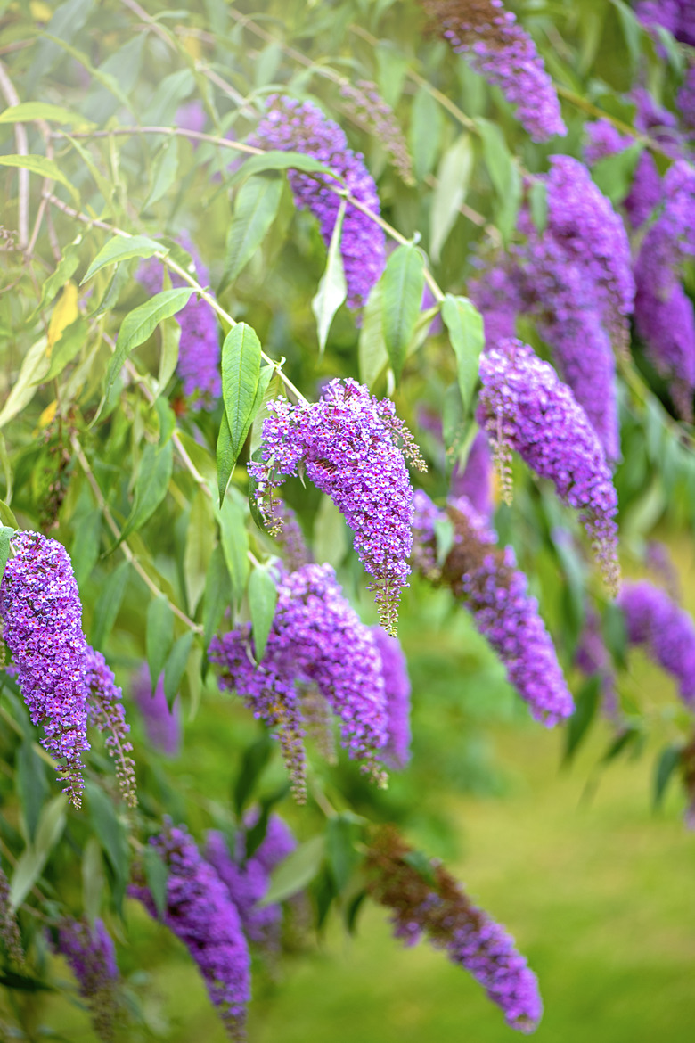 Close-up image of the beautiful summer flowering Buddleja