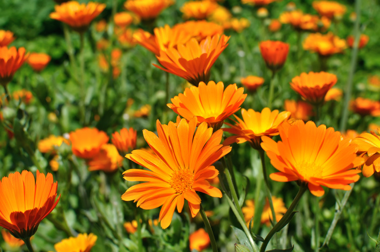 closeup of a medical marigold flowers
