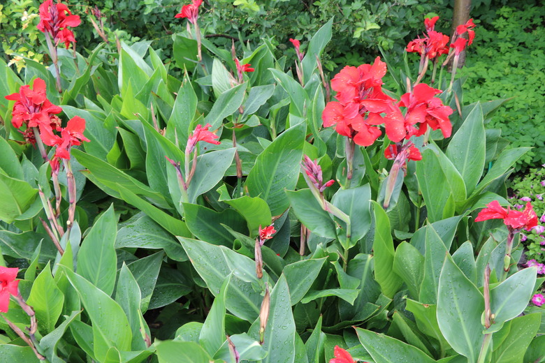 Indian flower cane canna hybrid in Ørstedsparken Copenhagen