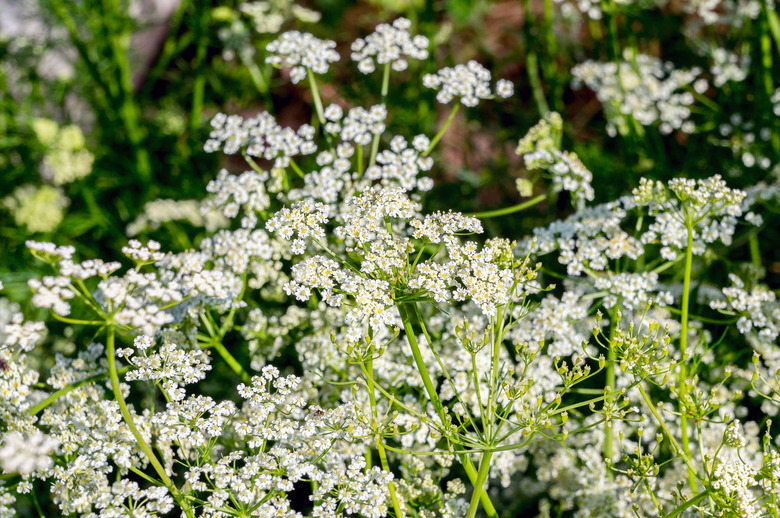 Fresh caraway flowers