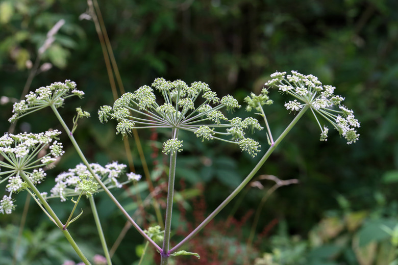 White flowering plant