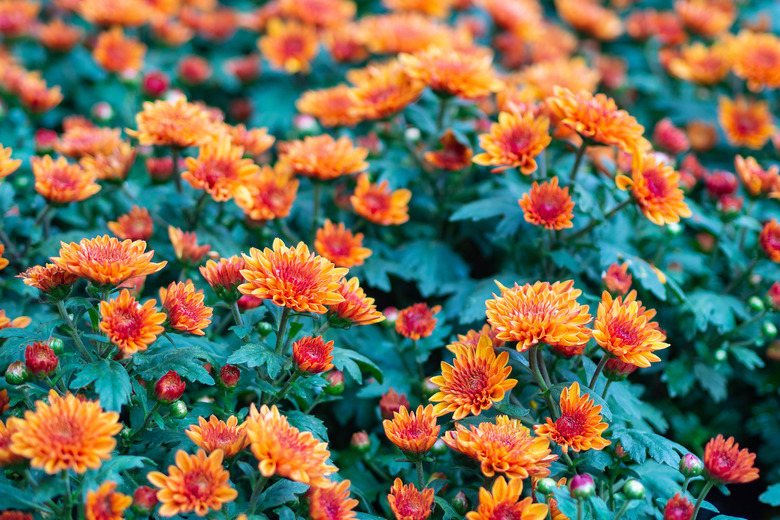 Close-Up Of Beautiful Chrysanthemum Flowers.