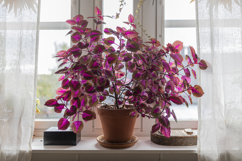 Coleus plant indoors in a windows