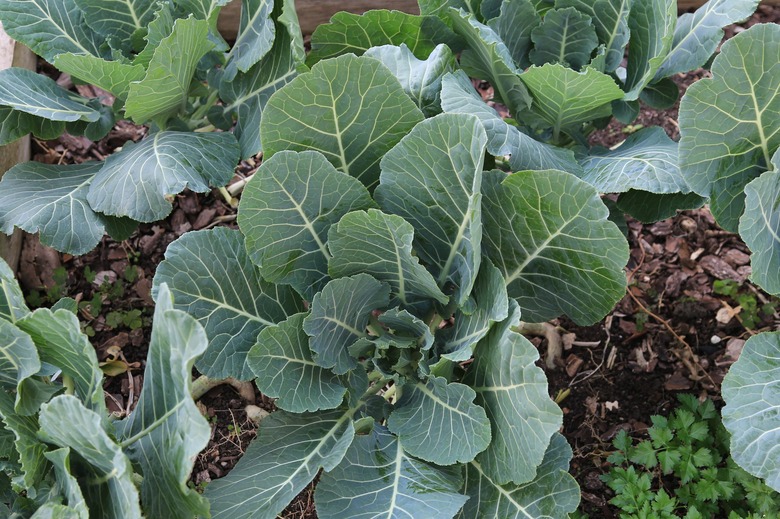 Collard Green vegetable plant in a farmers garden Brassica oleracea