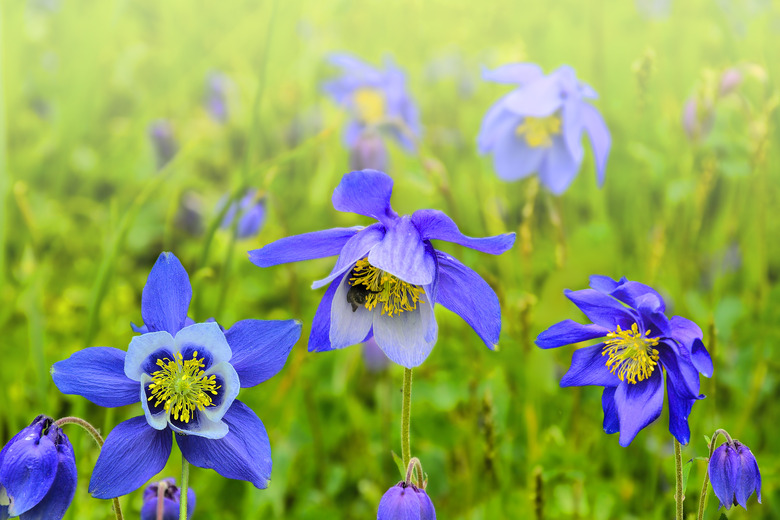 Beautiful blue wildflowers Aquilegia glandulosa close up