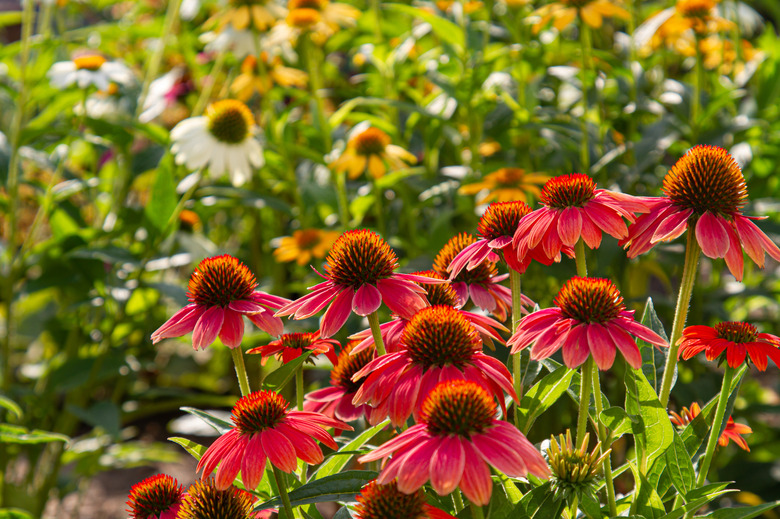 red coneflowers Echinacea with blurry multicolored coneflowers in the background
