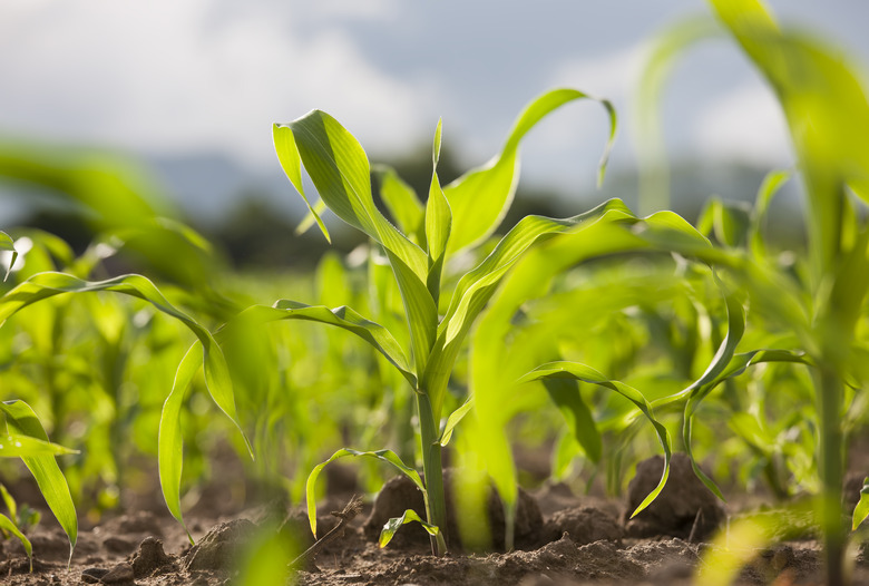 Young corn seedlings in a field.