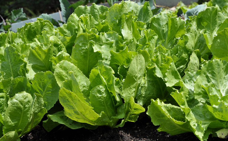 Endive in vegetable garden