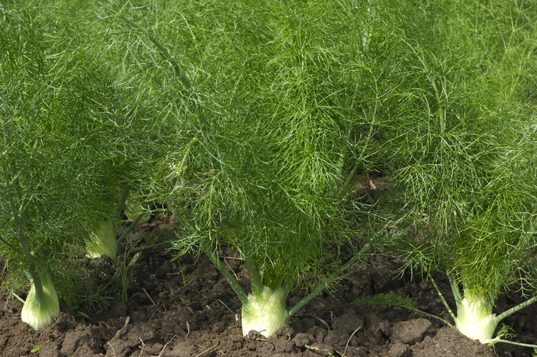 Close-up of Organic Fennel Plants Growing on Rural Farm