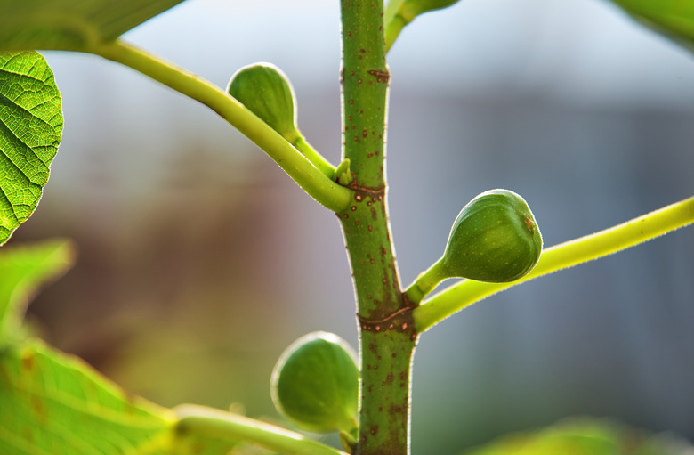 The tiny green figs on the stem