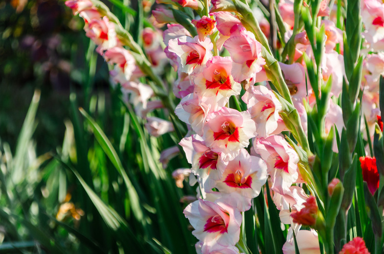 Gladiolus