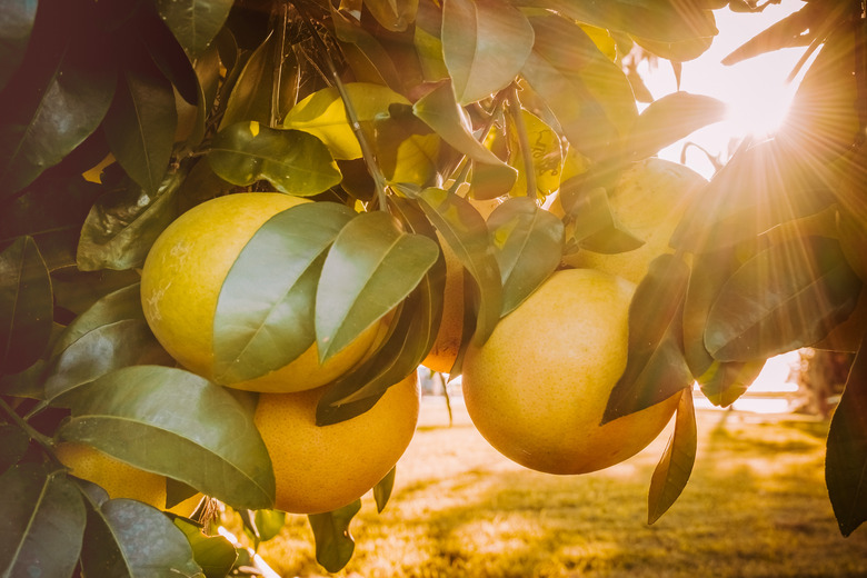 Close-up of citrus grapefruit on a tree and sun shining through the leaves