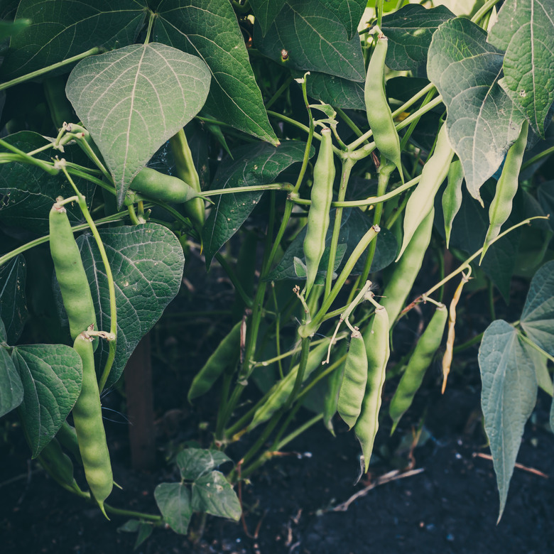 String beans growing out of ground. Gardening for healthy diet