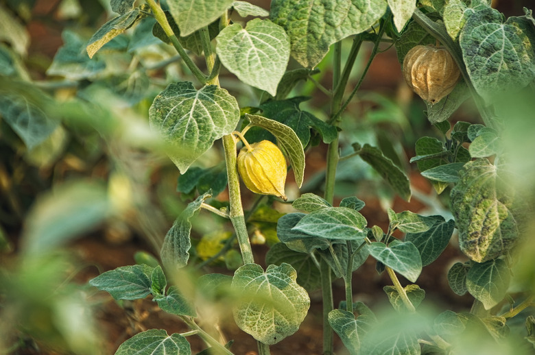 Cape Gooseberry Physalis peruviana