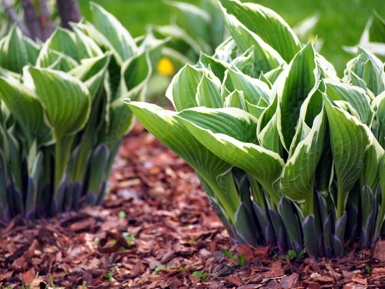 Variegated Hosta plant