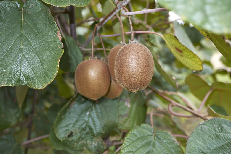 Actinidia deliciosa