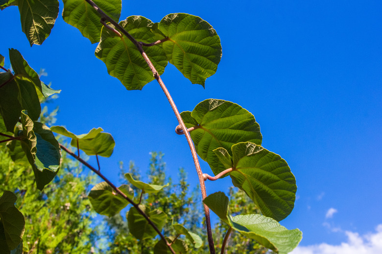 Green kiwi leaves on the vine