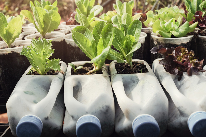 growing lettuce in used plastic bottles and cups