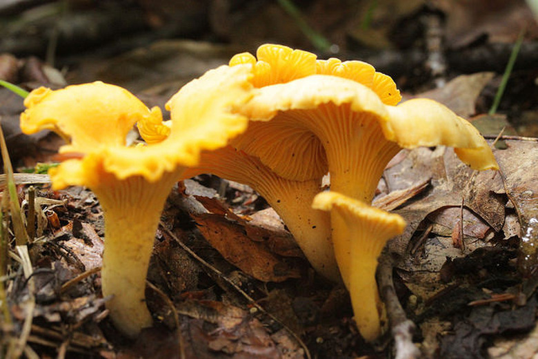 Chanterelle mushrooms.