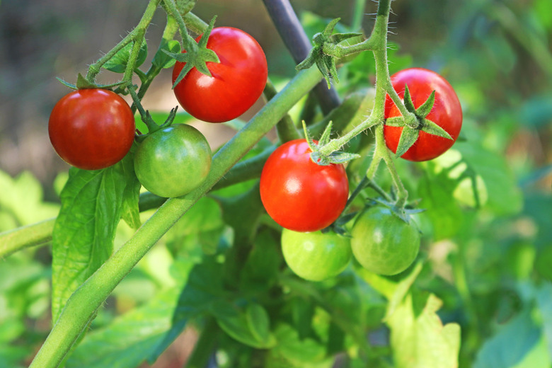 tomato plant with ripe and green tomatoes