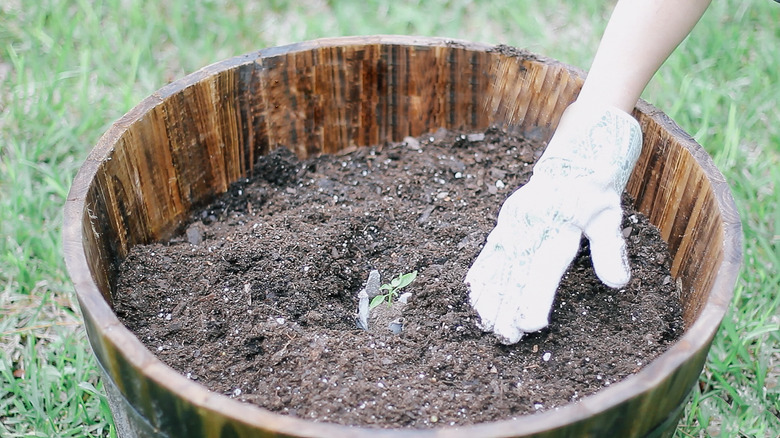 Planting a zucchini seedling in a barrel planter