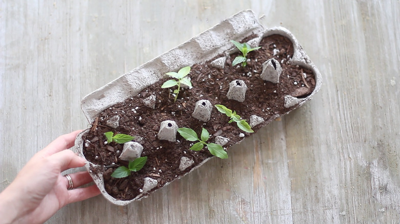 Hardening off zucchini seedlings
