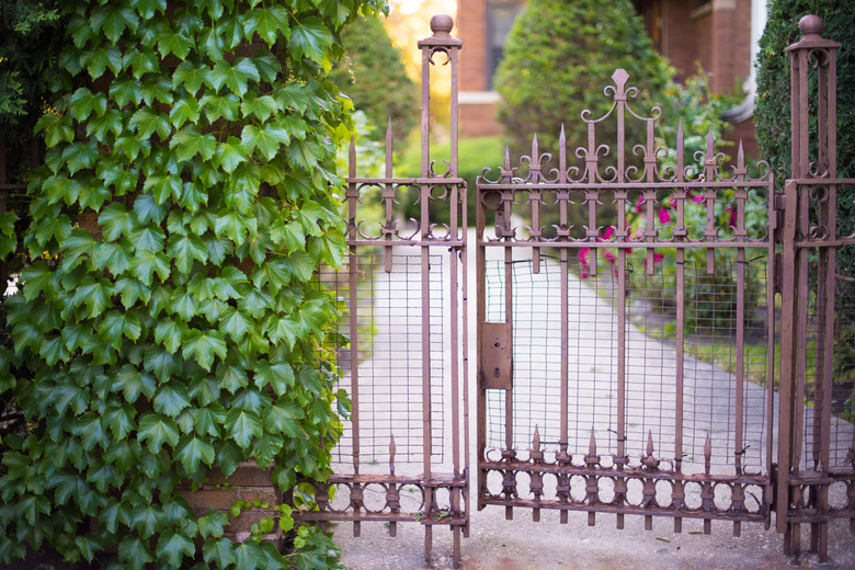 Ivy growing on an open gate