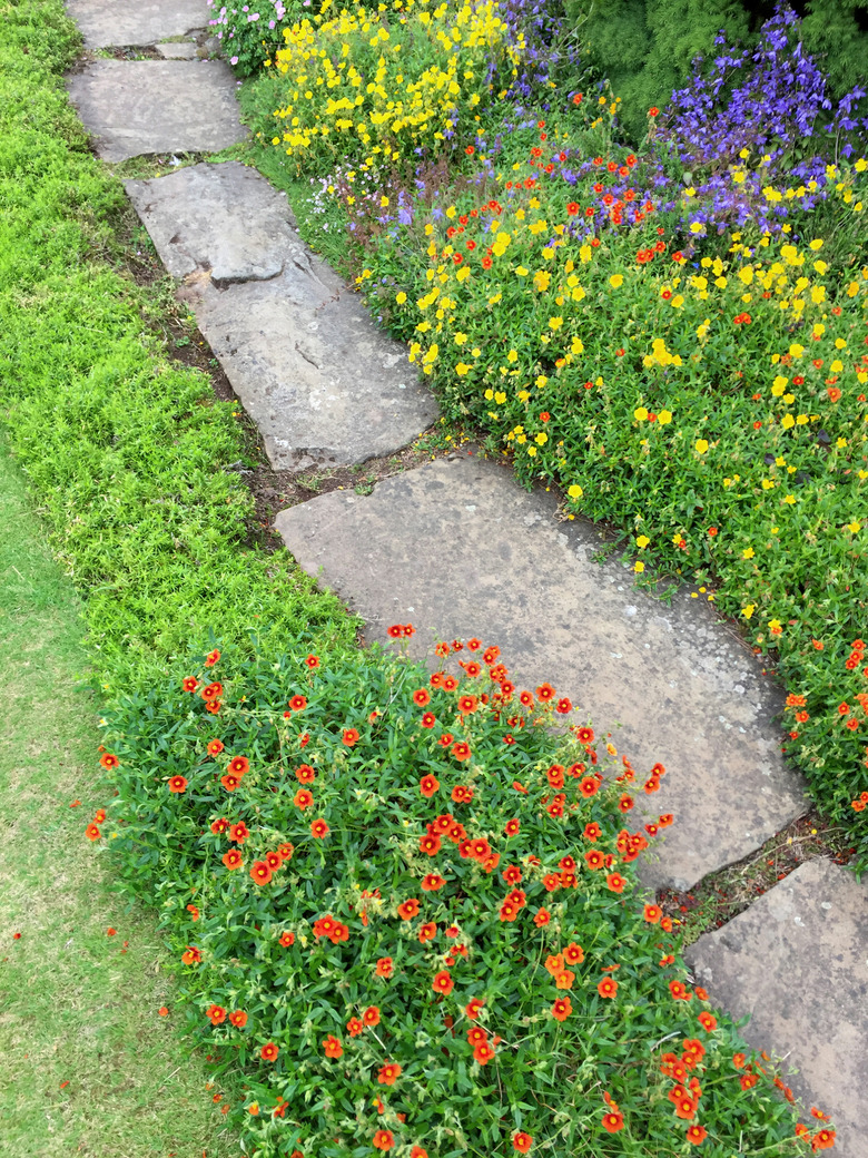 Image of traditional English cottage garden with real random grey natural stepping stones / Yorkstone limestone flagstones pathway path edged by lawn grass