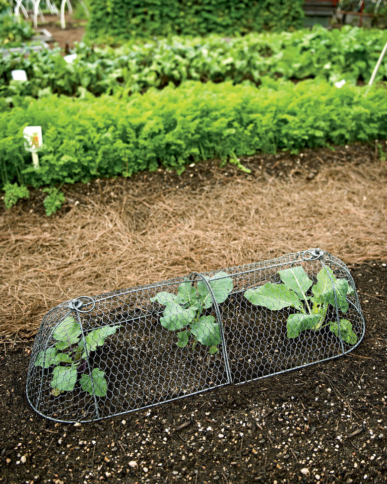 Cloche made of chicken wire