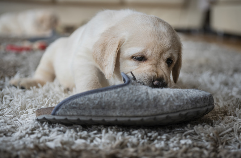 Puppies playing at home