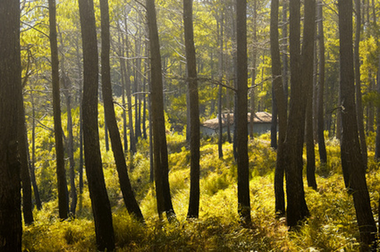 How to Kill Pine Trees Hunker
