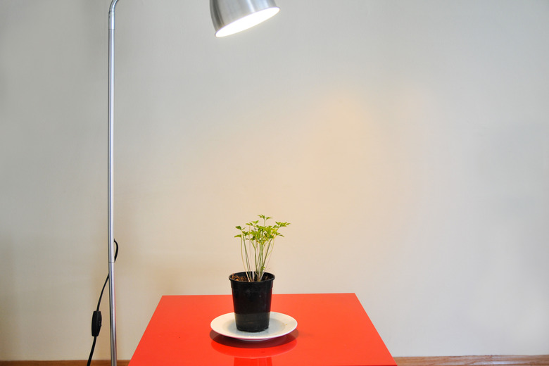 How to Make a Plant Grow Faster