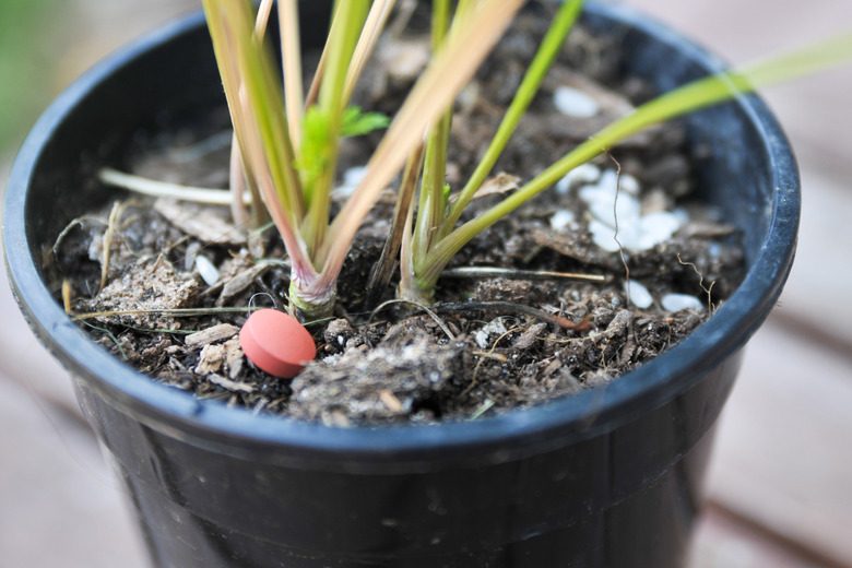 How to Make a Plant Grow Faster