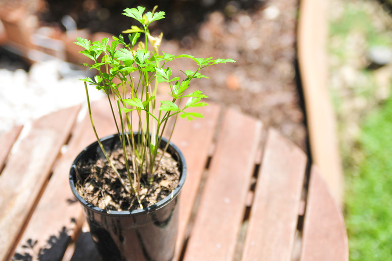 How to Make a Plant Grow Faster