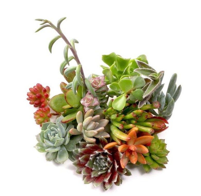 succulent assortment