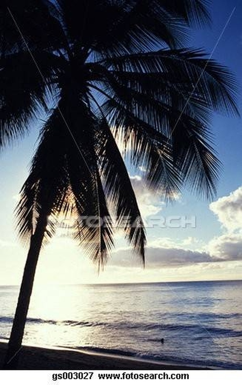 How to Make Palm Trees Grow Faster Hunker